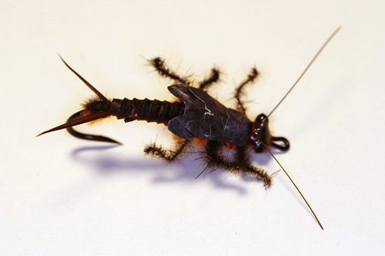 Kent Bulfinch Stonefly