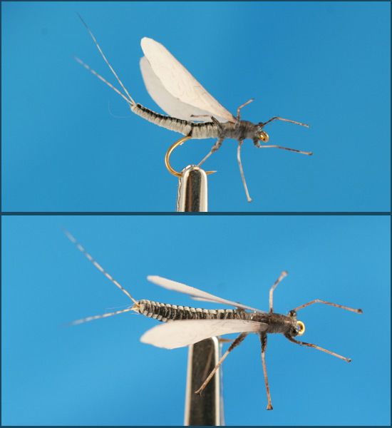 mayfly