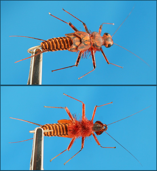 woven stonefly