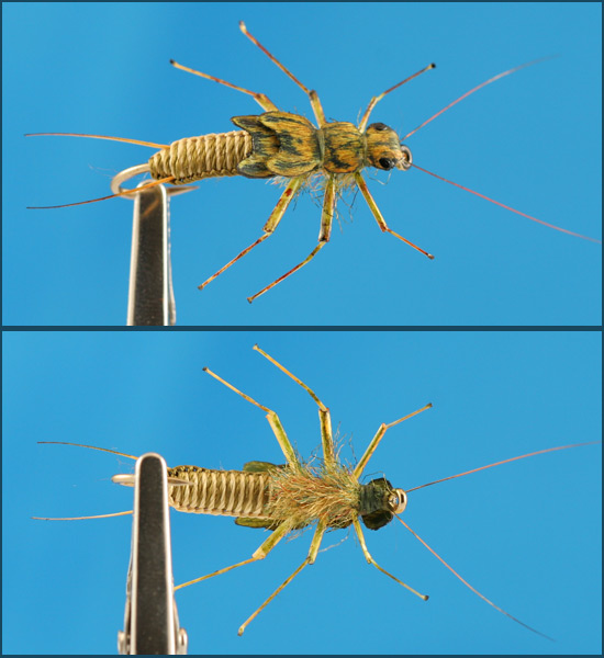 Stonefly