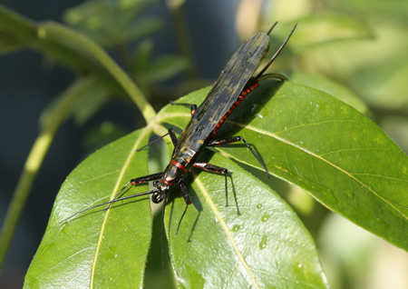 Woven Body Stonefly